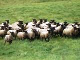 羊の牧場　ボーヤファーム